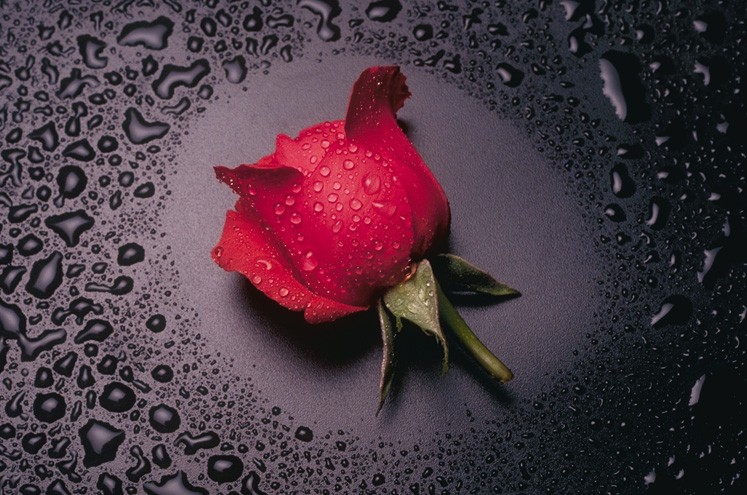 ROSA rossa.jpg
